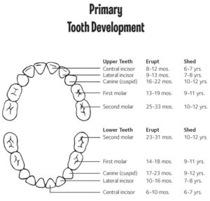 primary-tooth-chart – Smiles of Virginia Family Dental Center